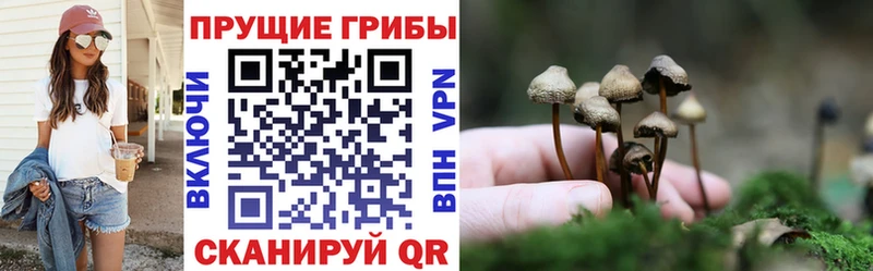 omg зеркало  Гатчина  Псилоцибиновые грибы ЛСД 
